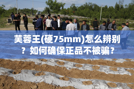 芙蓉王(硬75mm)怎么辨别？如何确保正品不被骗？